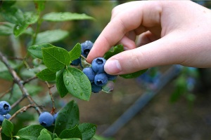 Close-up of a person picking blueberries