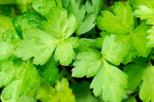 Close-up of fresh parsley leaves