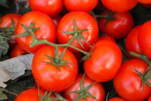 Close-up of tomatoes on the vine.